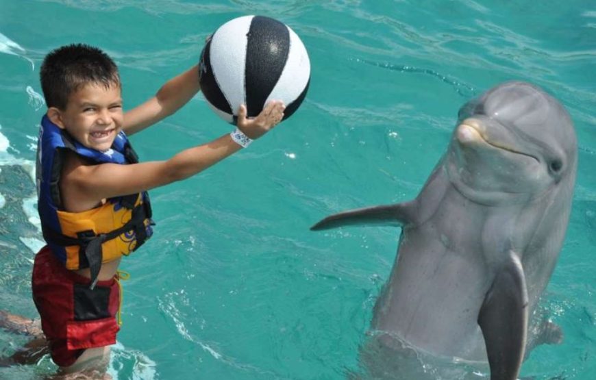 Swim with Dolphins at Swimming Pool