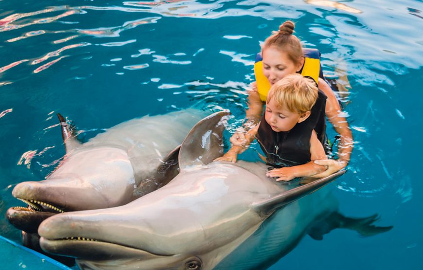 Swim with Dolphins at Swimming Pool