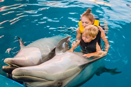 Swim with Dolphins at Swimming Pool