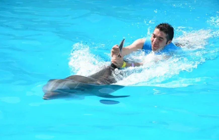 Swim with Dolphins at Swimming Pool