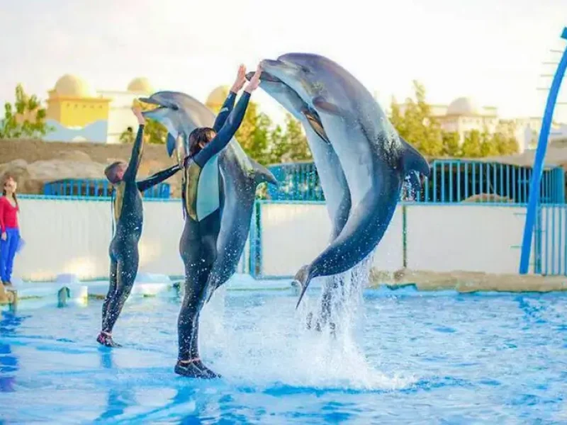 Dolphin House Snorkeling Hurghada