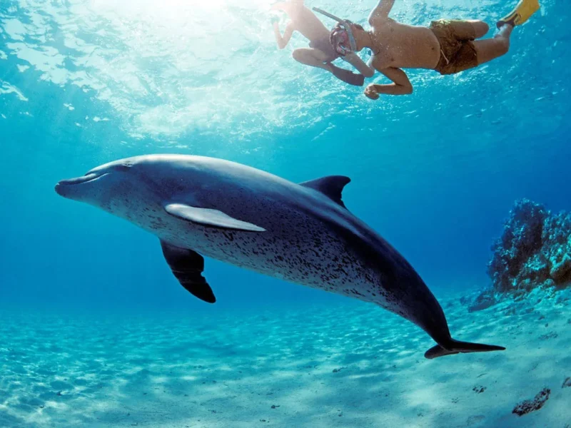 Dolphin House Snorkeling Hurghada
